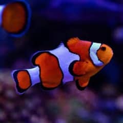 clown fish and unicorn tang and goby and skimmer