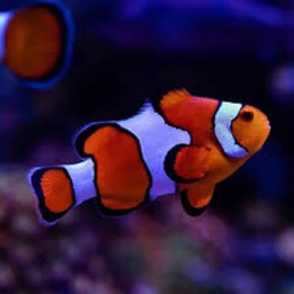 clown fish and unicorn tang and goby and skimmer 0