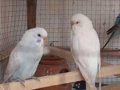 breeder parrots for sale