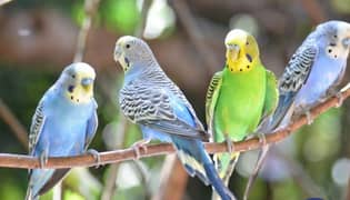 REQUIRED BUDGIES PARROTS