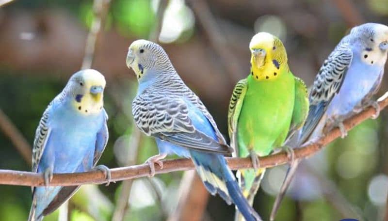 REQUIRED BUDGIES PARROTS 0