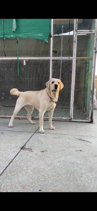 labrador male 2