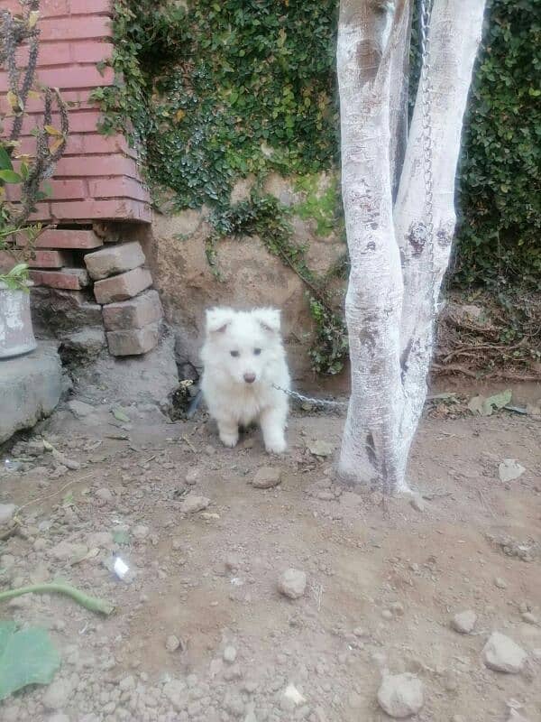 Russian triple cot puppy 2