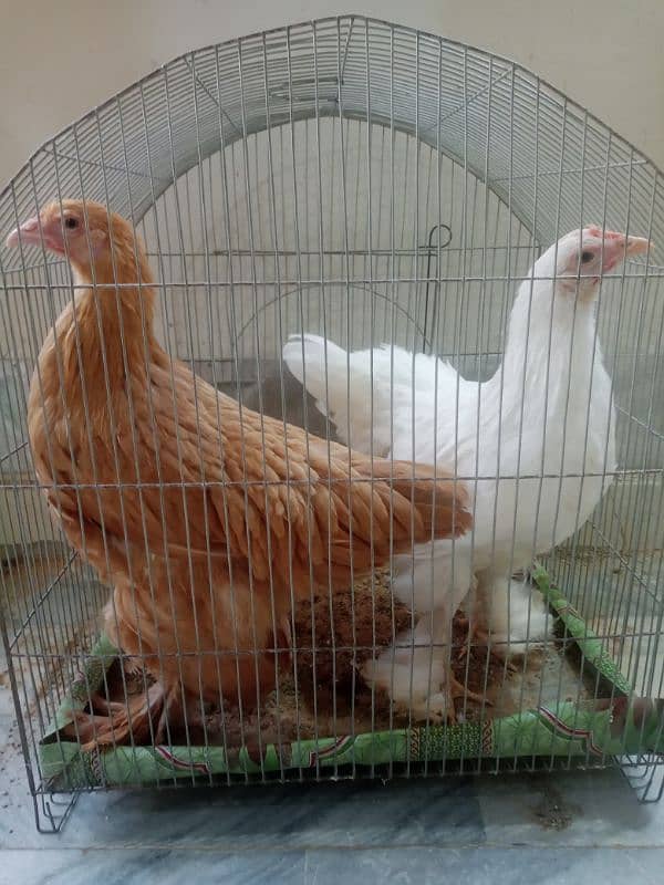 White Golden Heavy Buff Chicks Pair (Urgent) 0