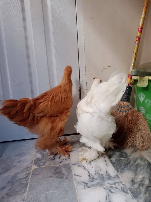 White Golden Heavy Buff Chicks Pair (Urgent) 1