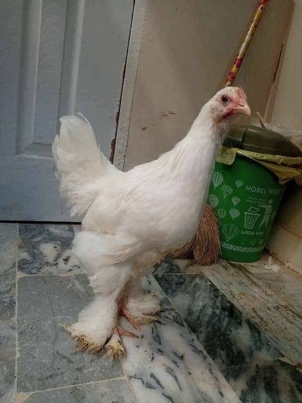 White Golden Heavy Buff Chicks Pair (Urgent) 2