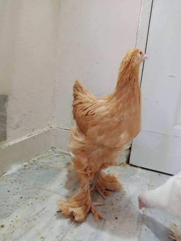 White Golden Heavy Buff Chicks Pair (Urgent) 3