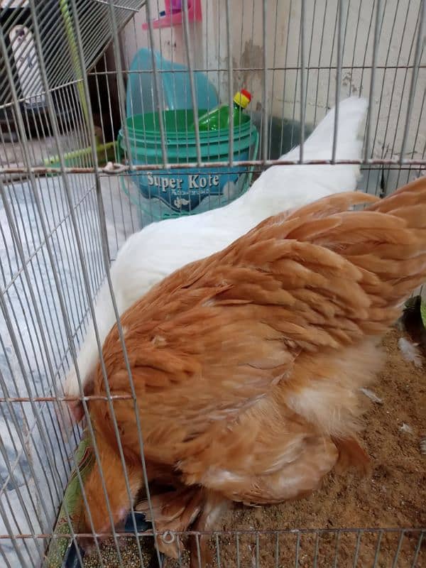 White Golden Heavy Buff Chicks Pair (Urgent) 4