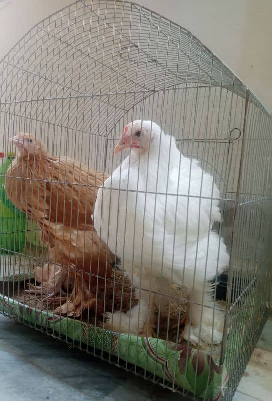 White Golden Heavy Buff Chicks Pair (Urgent) 5