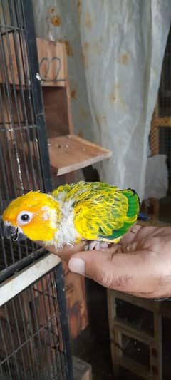 sun conure check