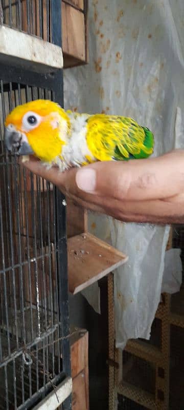 sun conure check 1