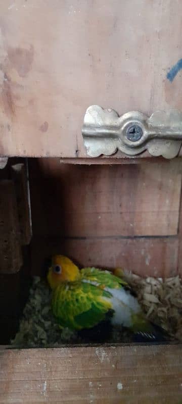 sun conure check 2