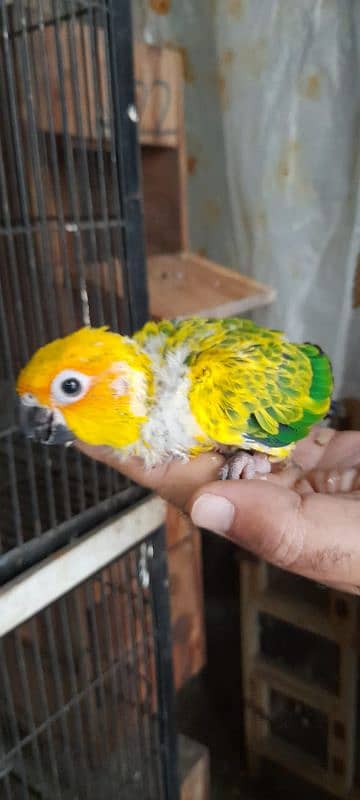 sun conure check 3