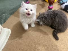 Persian kittens for sale (pair) [03485586156)