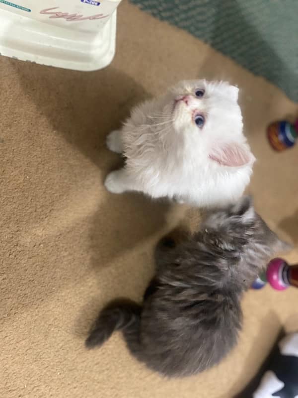 Persian kittens for sale (pair) [03485586156) 1