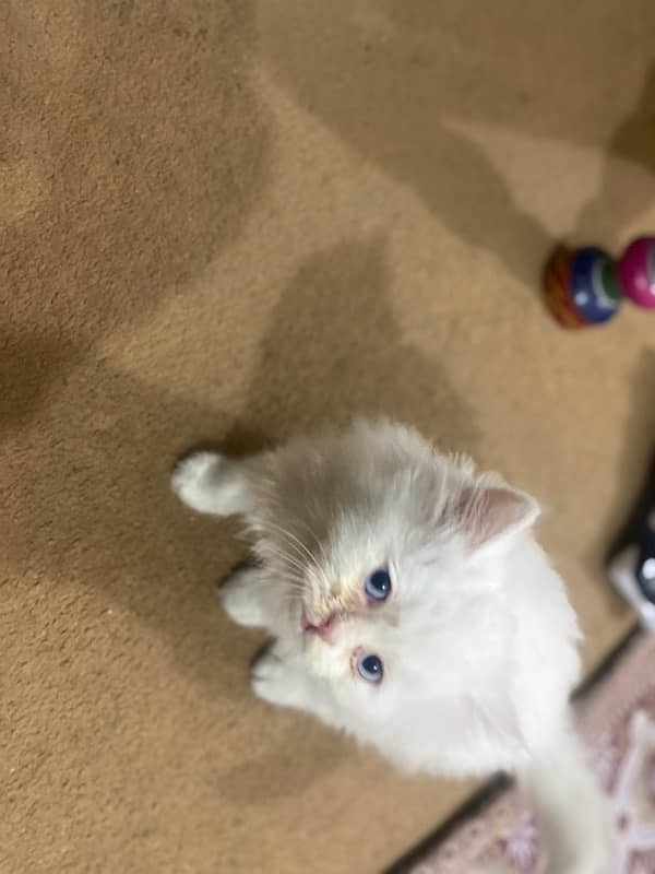 Persian kittens for sale (pair) [03485586156) 2