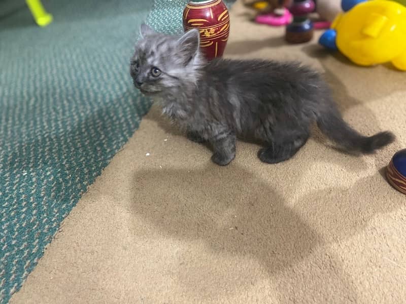 Persian kittens for sale (pair) [03485586156) 4