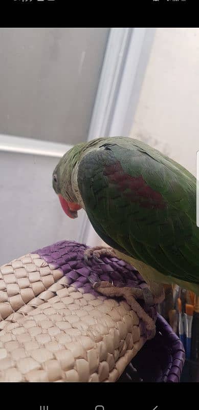 Kashmiri raw parrot for sale. . 0