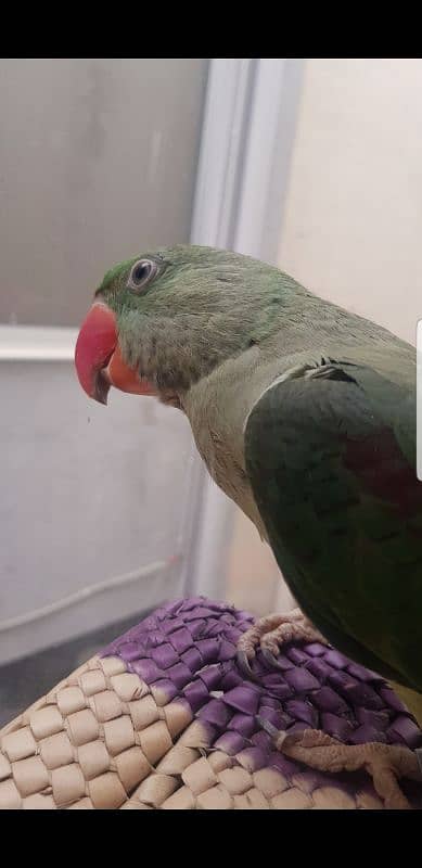 Kashmiri raw parrot for sale. . 1