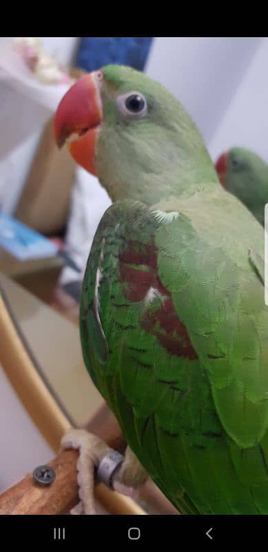 Kashmiri raw parrot for sale. . 2