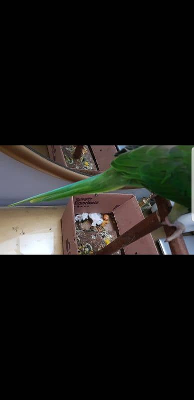 Kashmiri raw parrot for sale. . 3