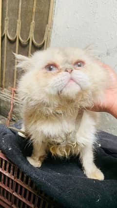 Beautiful Male Persian Punch Face