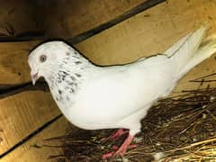 kaboter/pigeon