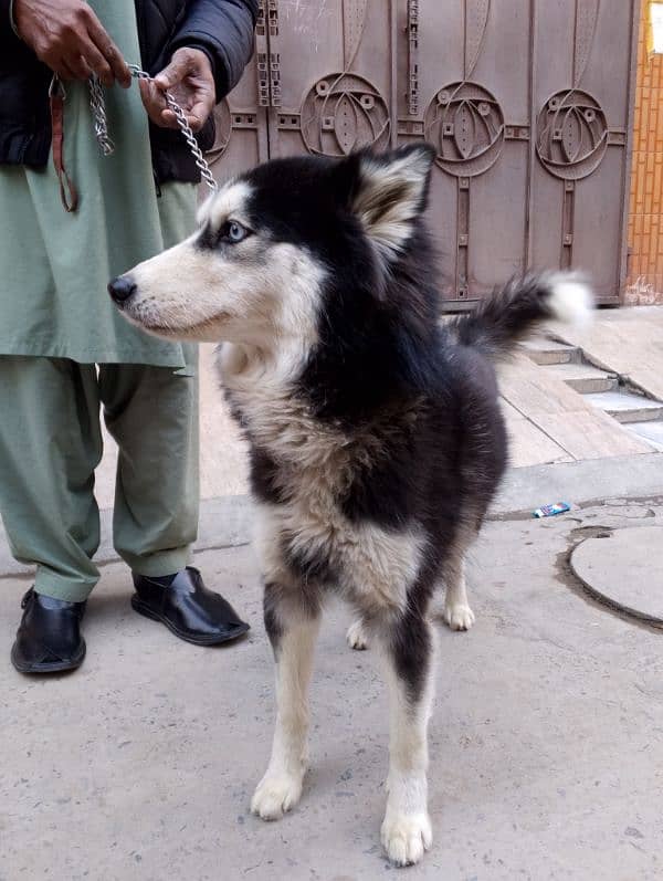 breeder husky female 2