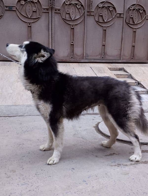 breeder husky female 4