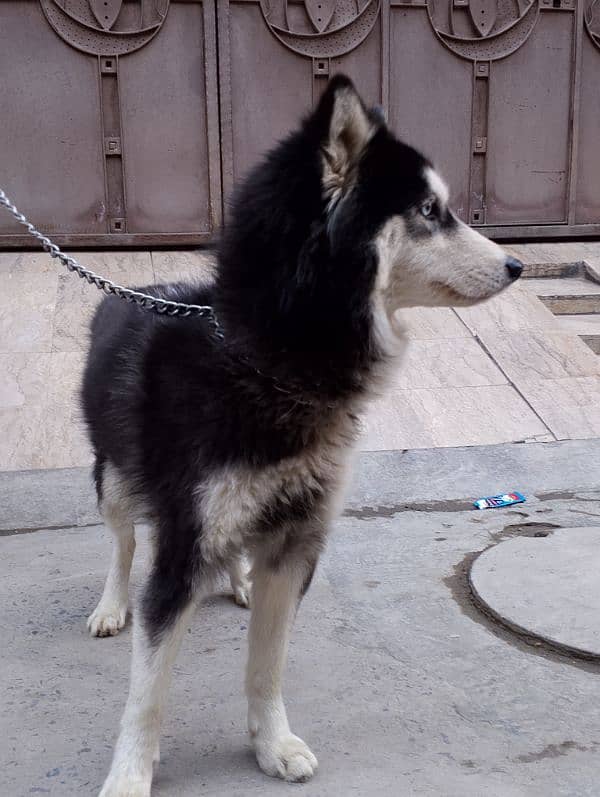 breeder husky female 5