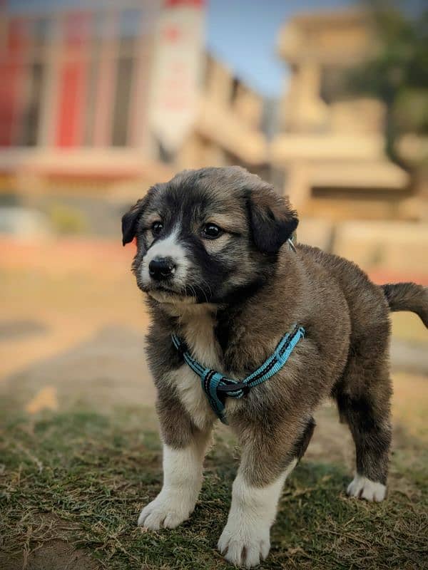 TURKISH DOG (2month baby) 0