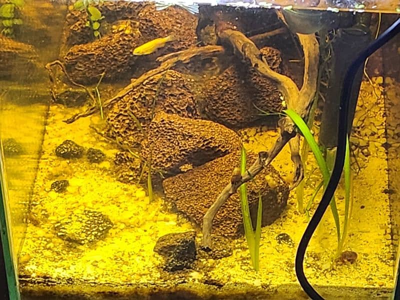 Full 10 gallon Planted Aquarium setup with fishes 0