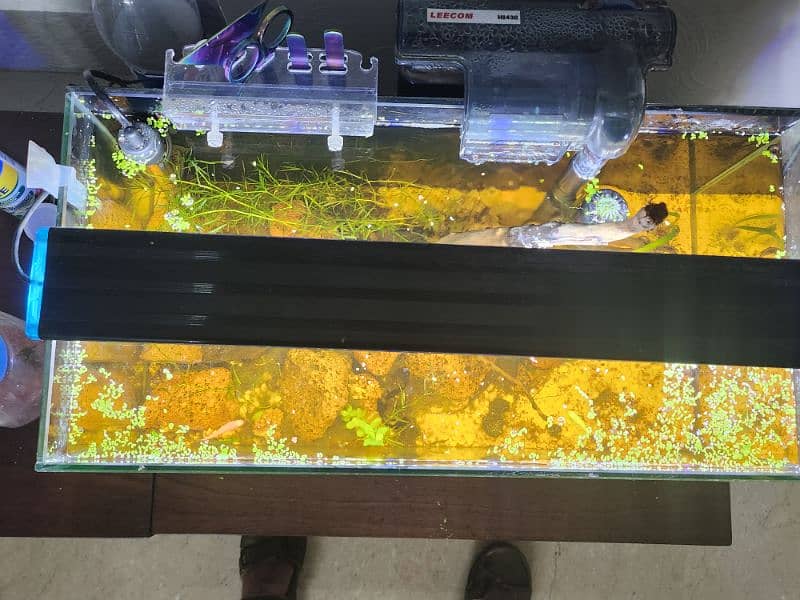 Full 10 gallon Planted Aquarium setup with fishes 2