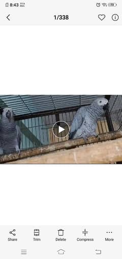 African grey parrot bonded pair