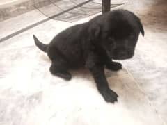 Labrador puppy