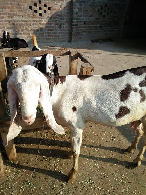 rajanpor bakri 6