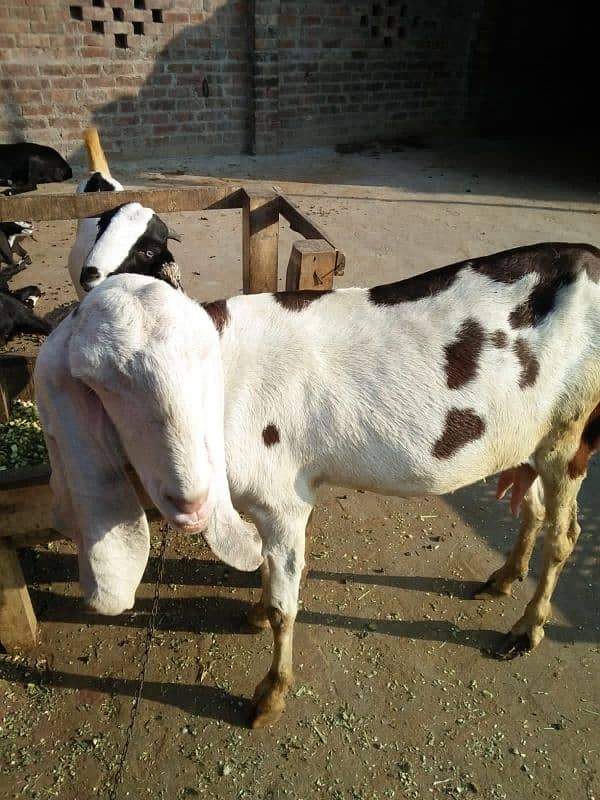 rajanpor bakri 11