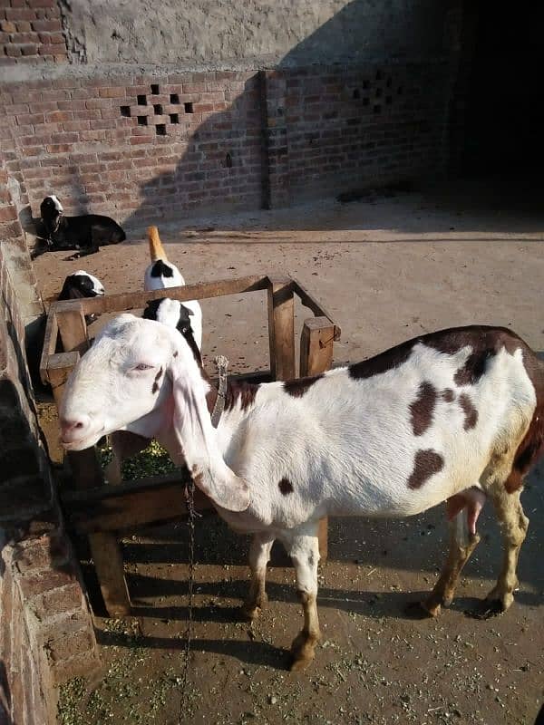 rajanpor bakri 18