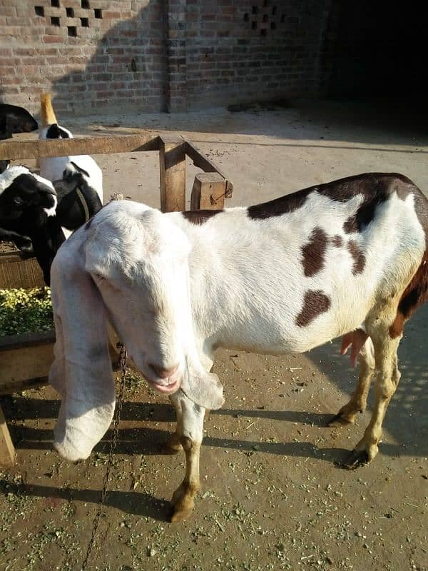 rajanpor bakri 19