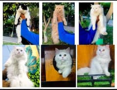 Persian hamalian british punch face piki face cat's and kitten's