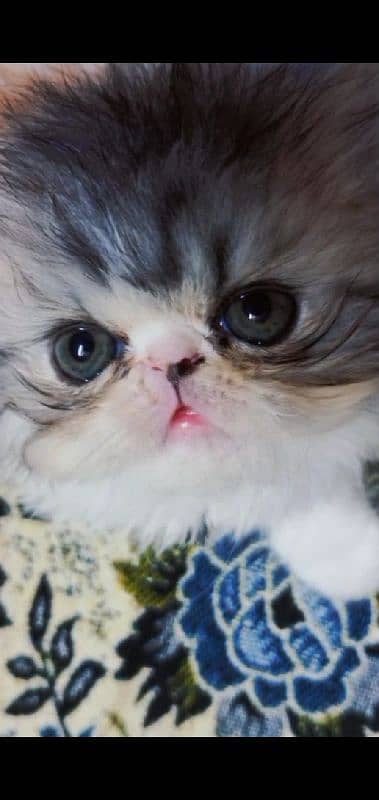 Persian Female Kitten Piki Face 3riple Coated # Watsapp. 03486223941 0