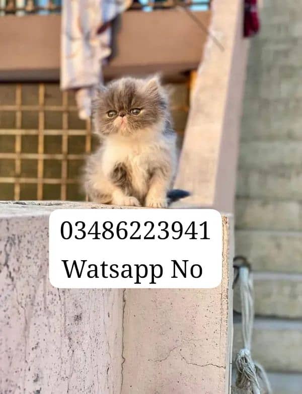 Persian Female Kitten Piki Face 3riple Coated # Watsapp. 03486223941 4