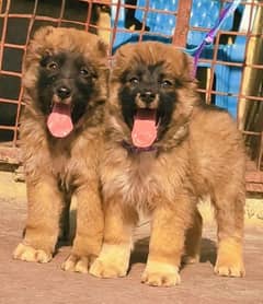 kurdish kangal | kurdish  Breed | kurdish kangal pair for sale