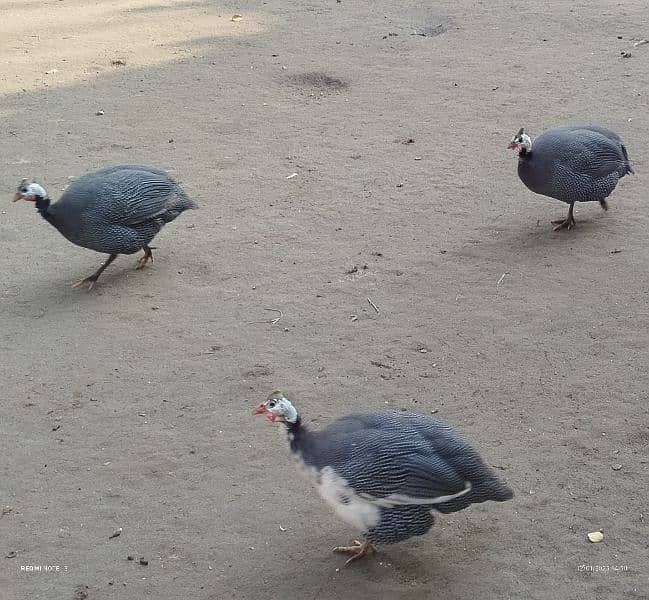 Teeri (Guineafowl) female 3 adad 0