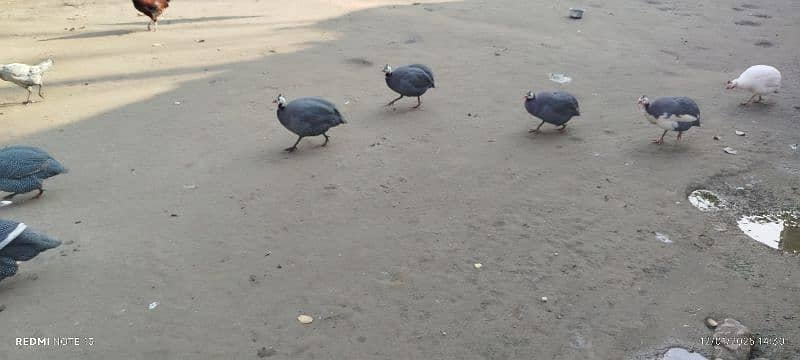 Teeri (Guineafowl) female 3 adad 1