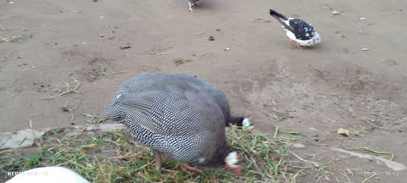 Teeri (Guineafowl) female 3 adad 4