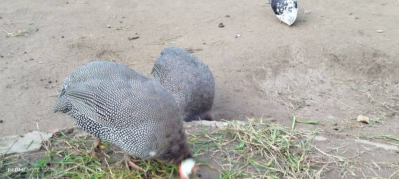 Teeri (Guineafowl) female 3 adad 5