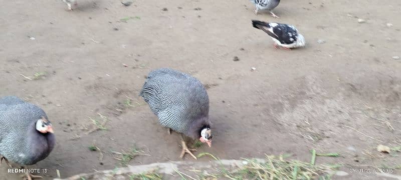 Teeri (Guineafowl) female 3 adad 6