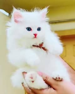 Persian beautiful cat for sale 0329/89/95/475 My WhatsAp number