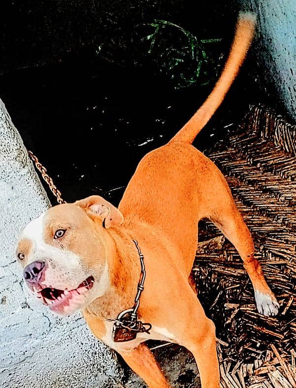 Pitbull Dog Age  1 year 1